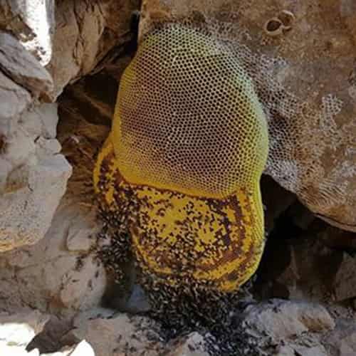 تصویر 3 از قیمت خرید عسل وحشی+ فروش ویژه